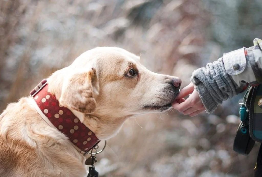 how to keep the dogs engaged