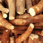 cassava as animal feed