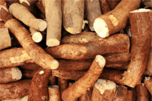 cassava as animal feed