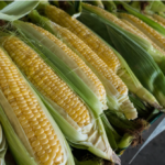 corn for animal feeding