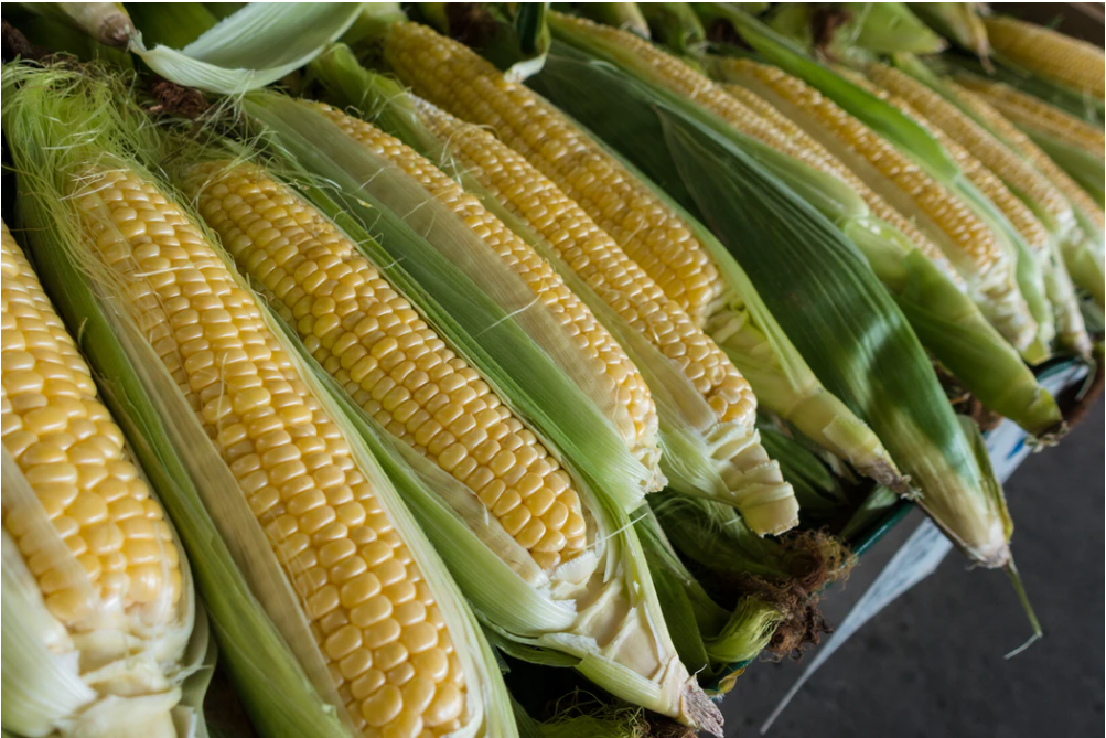 corn for animal feeding