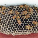 The Dangers of Ignoring Wasp Nests – Health Risks and Property Damage