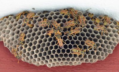 The Dangers of Ignoring Wasp Nests - Health Risks and Property Damage