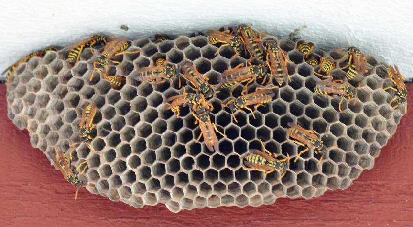 The Dangers of Ignoring Wasp Nests – Health Risks and Property Damage