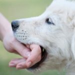 Dog Bite Prevention – Safety Tips for Parents & Children