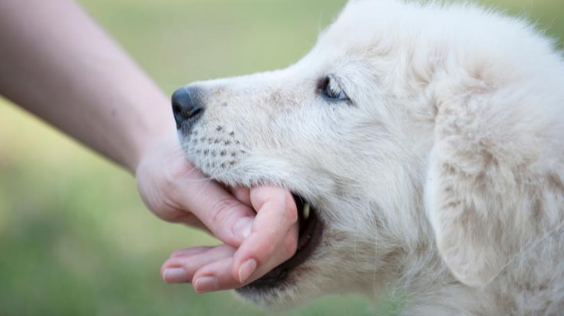 Dog Bite Prevention – Safety Tips for Parents & Children